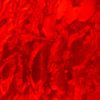t.rubyred