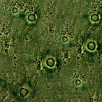 Emerald Green Bubble Glass